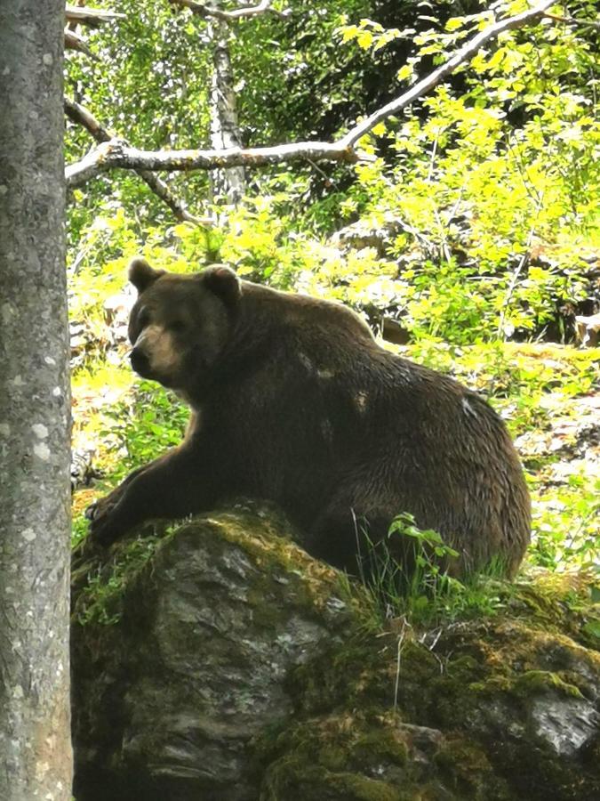 Anno - Wohlfuehlen Am Bachal In Altschoenau Neuschönau Exteriör bild